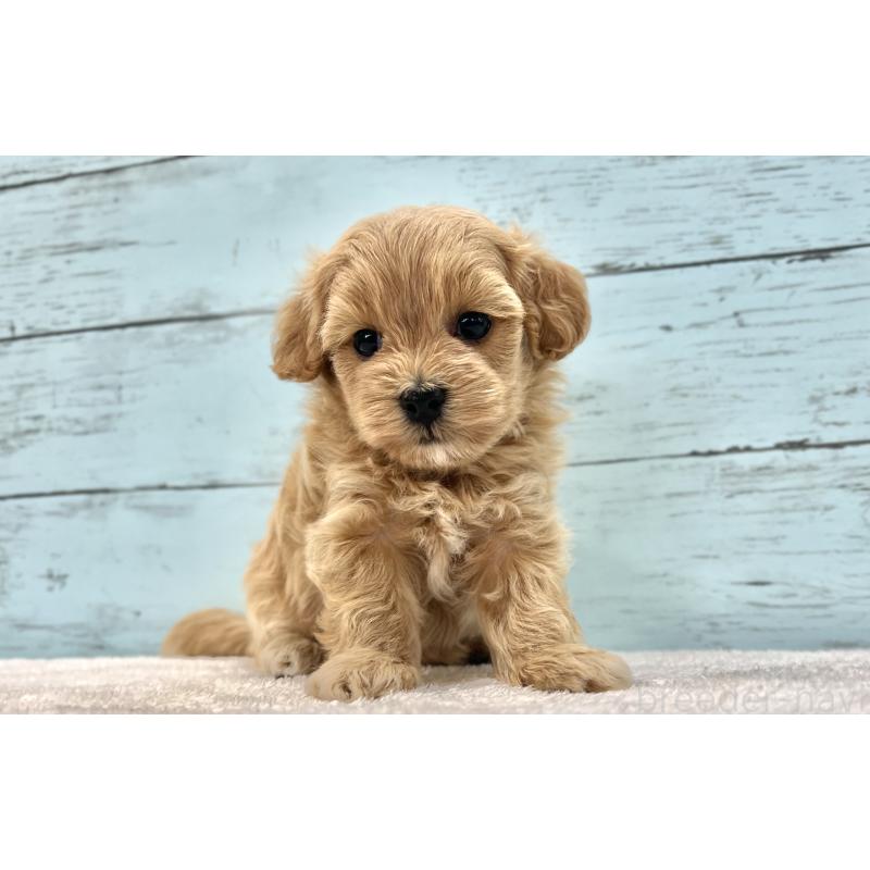 成約済の千葉県のマルプー:マルチーズ×トイプードル-418922の32枚目