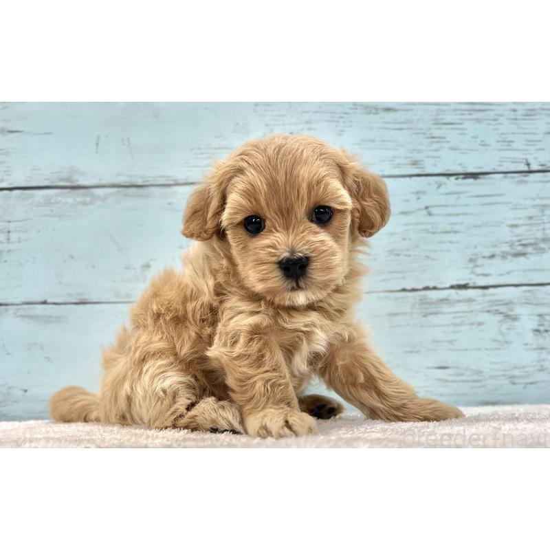 成約済の千葉県のマルプー:マルチーズ×トイプードル-418922の31枚目