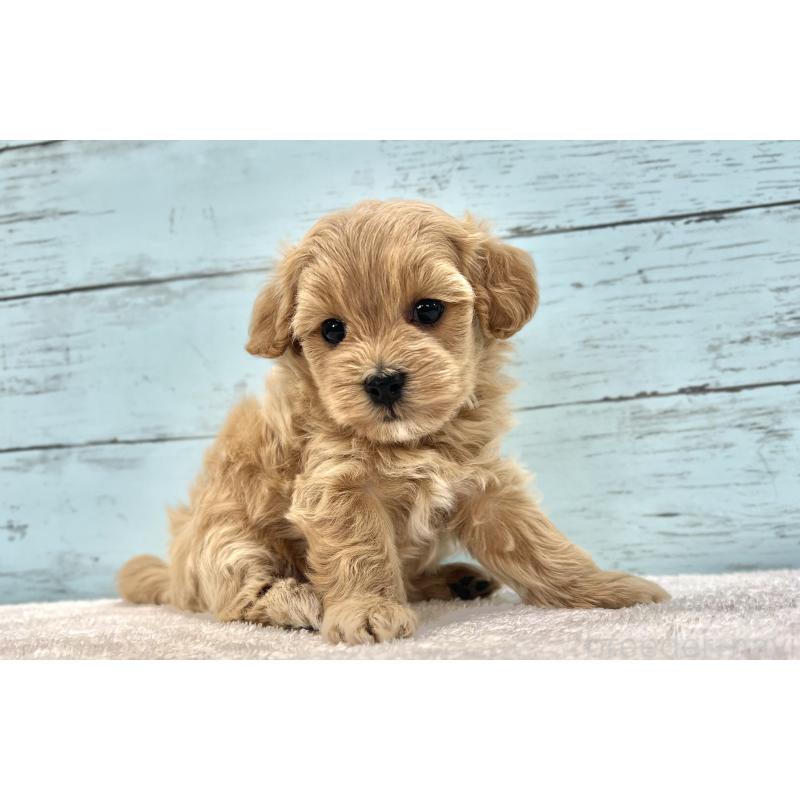 成約済の千葉県のマルプー:マルチーズ×トイプードル-418922の30枚目