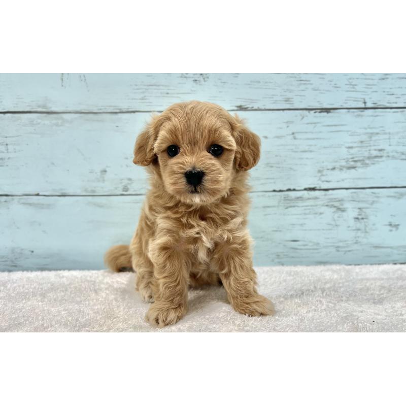 成約済の千葉県のマルプー:マルチーズ×トイプードル-418922の29枚目