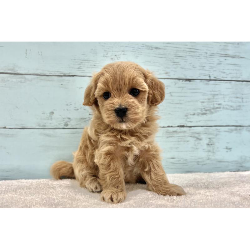 成約済の千葉県のマルプー:マルチーズ×トイプードル-418922の28枚目