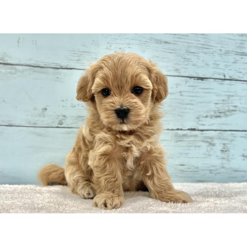 成約済の千葉県のマルプー:マルチーズ×トイプードル-418922の27枚目