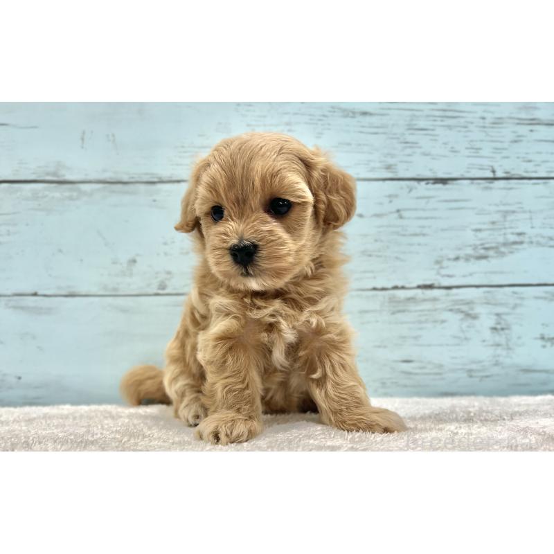 成約済の千葉県のマルプー:マルチーズ×トイプードル-418922の26枚目