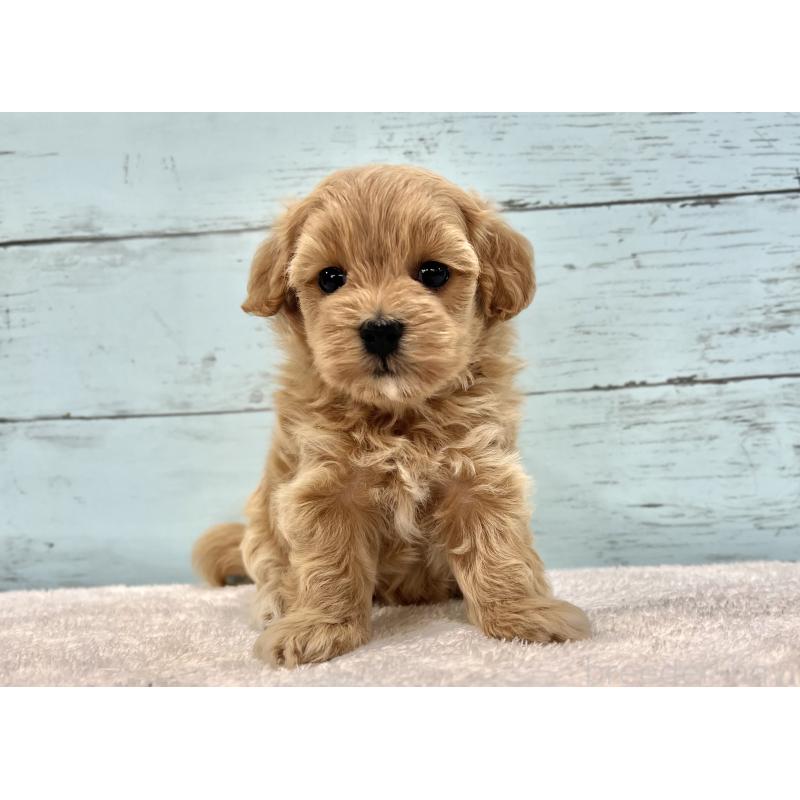 成約済の千葉県のマルプー:マルチーズ×トイプードル-418922の25枚目