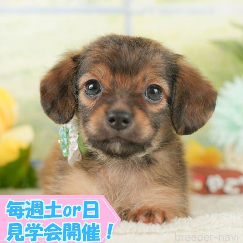 販売中の静岡県のチワックス:チワワ×ミニチュアダックスフンド-420525の1枚目