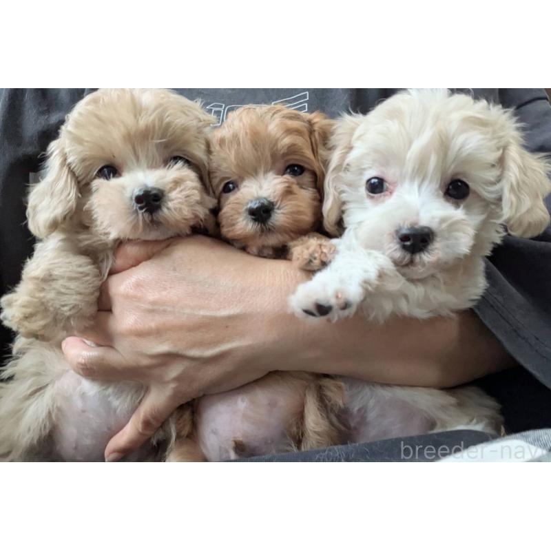 販売中の埼玉県のマルプー:マルチーズ×トイプードル-417249の10枚目