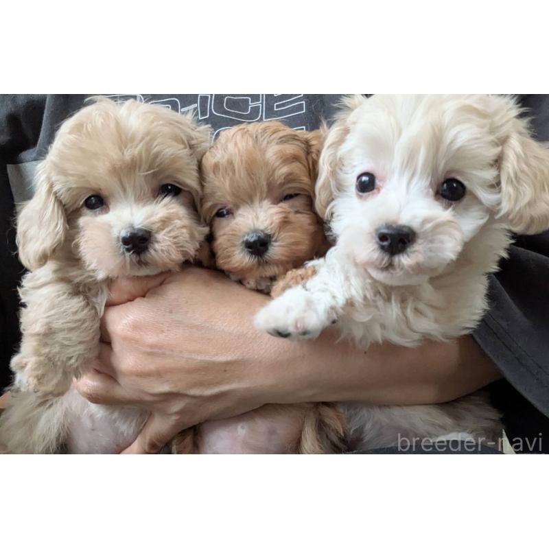 販売中の埼玉県のマルプー:マルチーズ×トイプードル-417249の9枚目