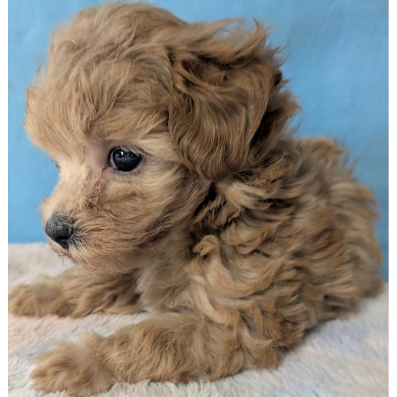 販売中の埼玉県のマルプー:マルチーズ×トイプードル-417249の8枚目