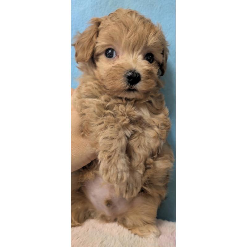 販売中の埼玉県のマルプー:マルチーズ×トイプードル-417249の7枚目