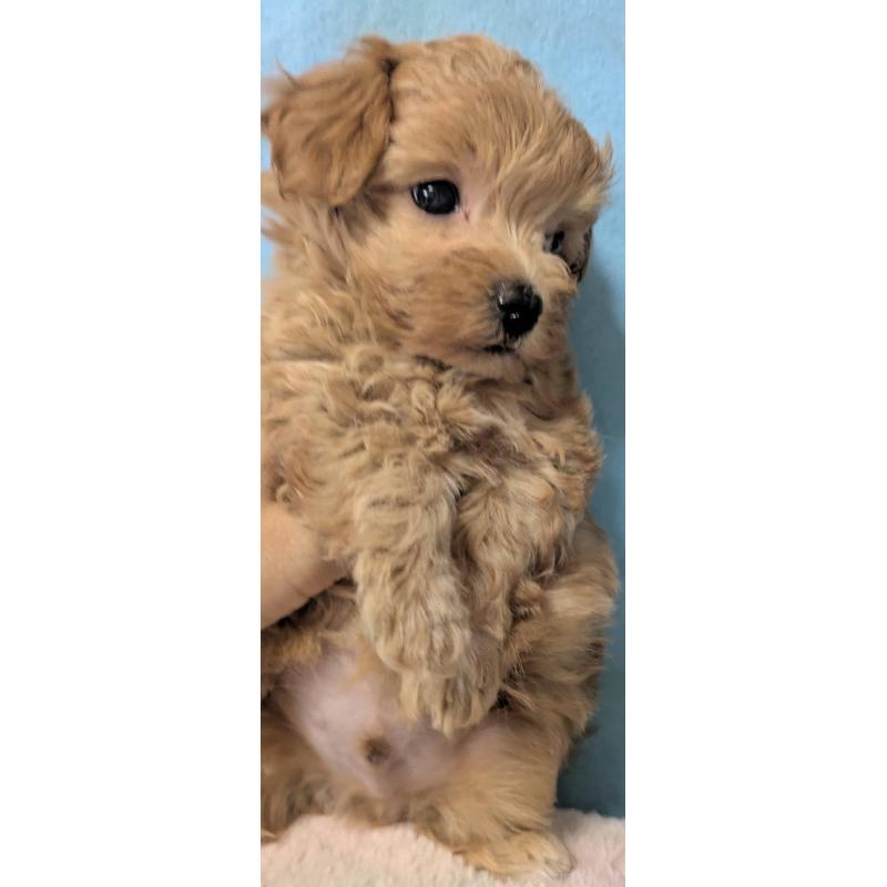 販売中の埼玉県のマルプー:マルチーズ×トイプードル-417249の6枚目