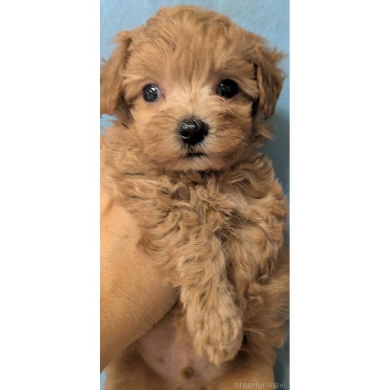 販売中の埼玉県のマルプー:マルチーズ×トイプードル-417249の5枚目