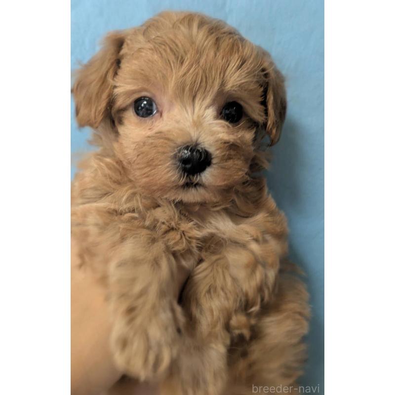 販売中の埼玉県のマルプー:マルチーズ×トイプードル-417249の4枚目