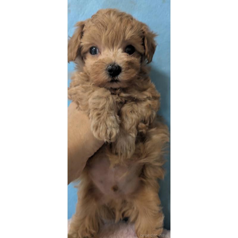 販売中の埼玉県のマルプー:マルチーズ×トイプードル-417249の3枚目