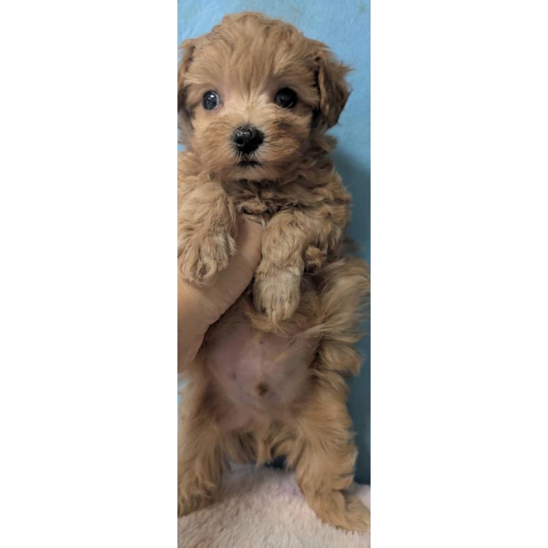 販売中の埼玉県のマルプー:マルチーズ×トイプードル-417249の2枚目