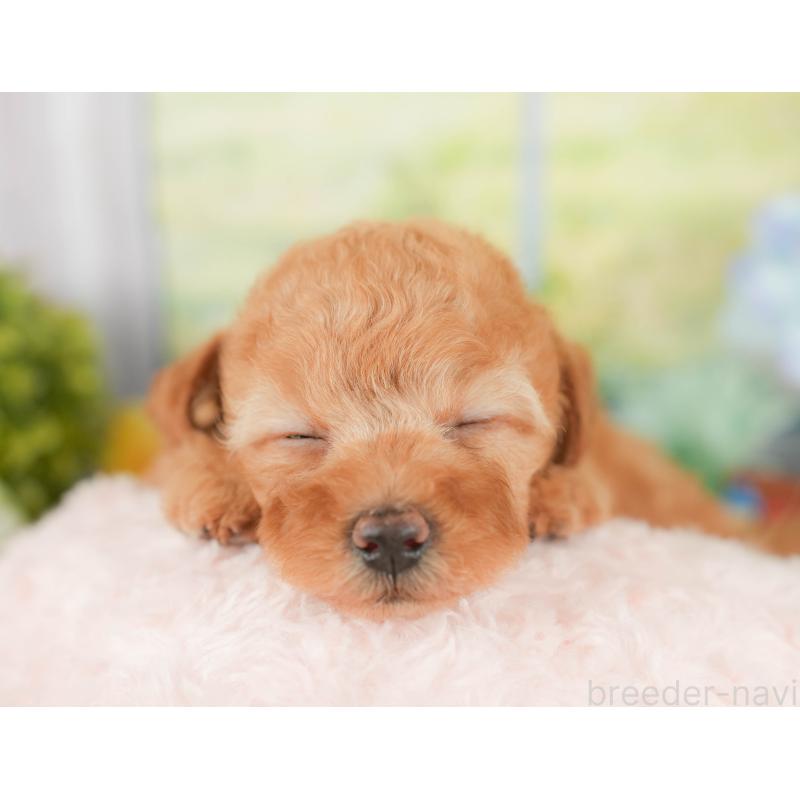 販売中の静岡県のトイプードル-420533の5枚目