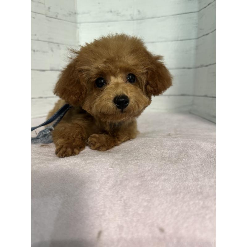 販売中の愛知県のタイニープードル-408955の4枚目