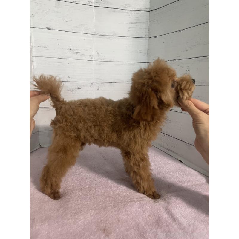 販売中の愛知県のタイニープードル-408955の3枚目