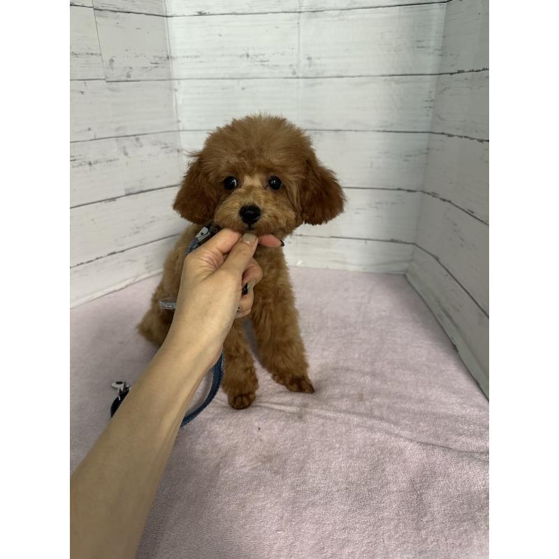 販売中の愛知県のタイニープードル-408955の2枚目
