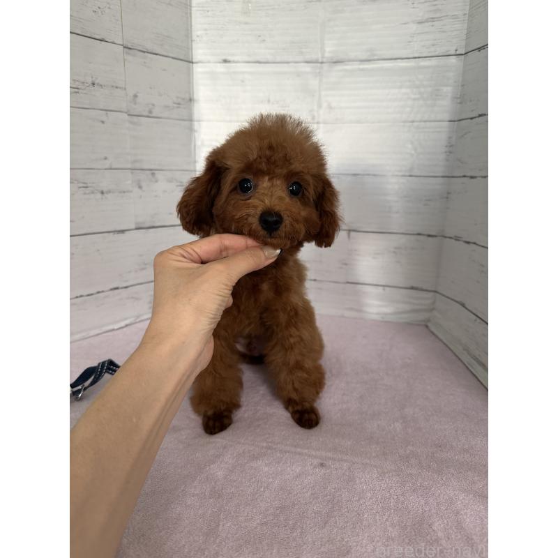 販売中の愛知県のタイニープードル-408779の4枚目