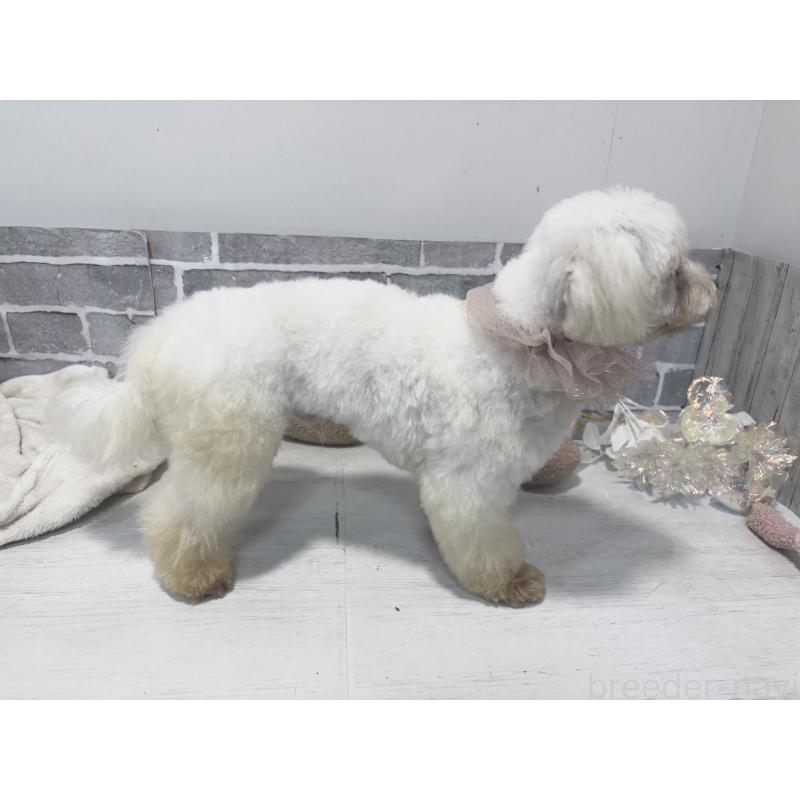 販売中の東京都のマルチーズ-413551の2枚目