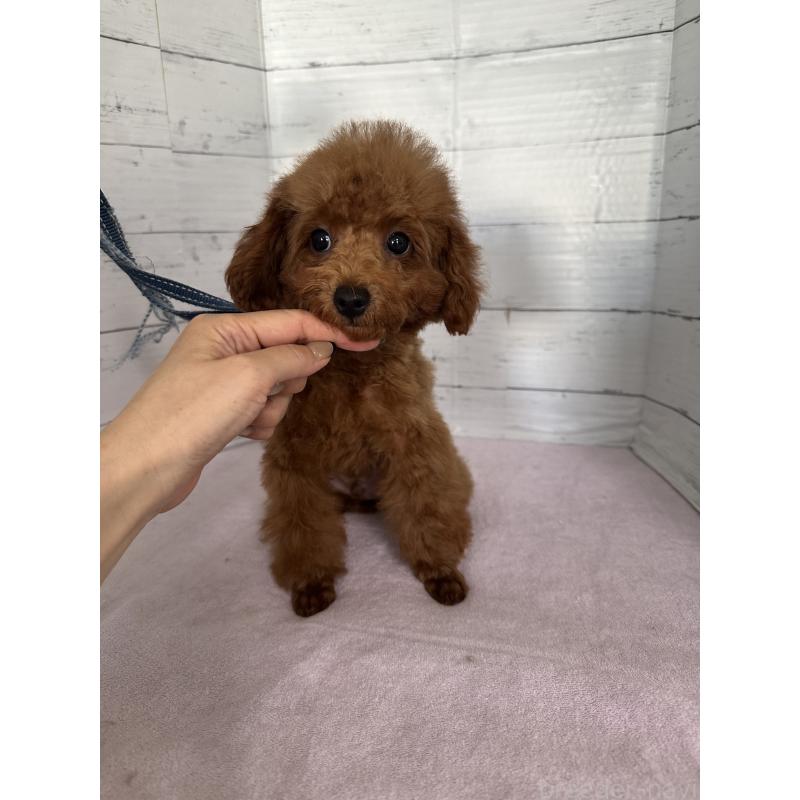 販売中の愛知県のタイニープードル-408779の2枚目