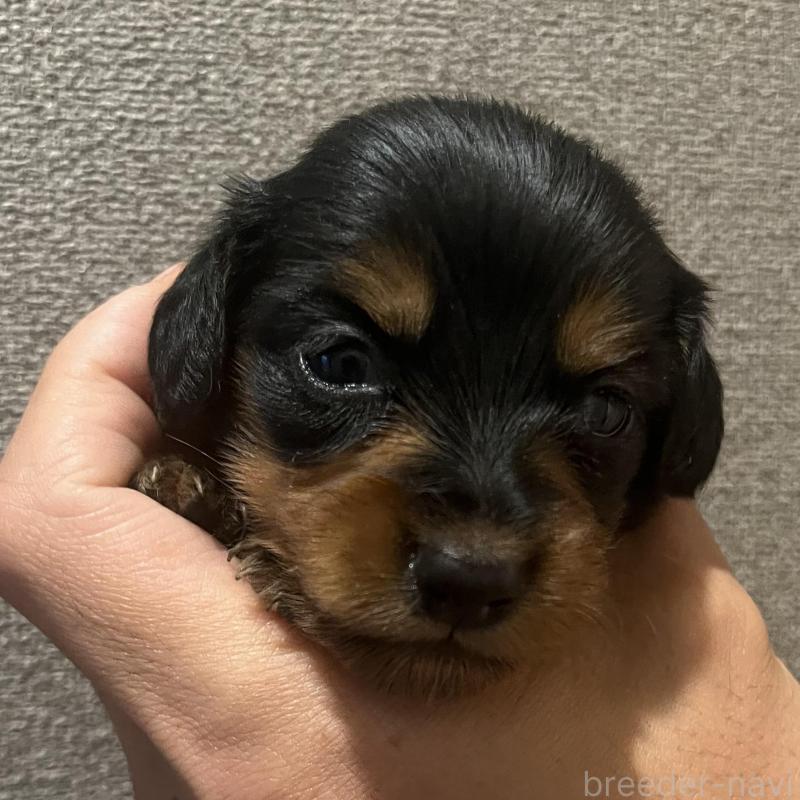 販売中の群馬県のカニンヘンダックスフンド(ロングヘアード)-419808の3枚目