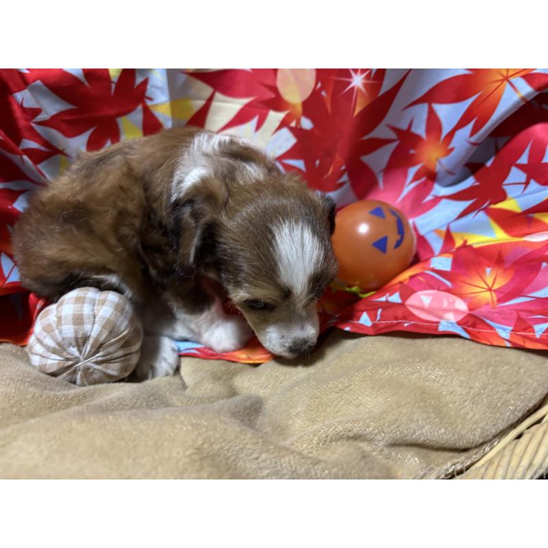 販売中の千葉県のチャイニーズクレステッドドッグ-414200の4枚目