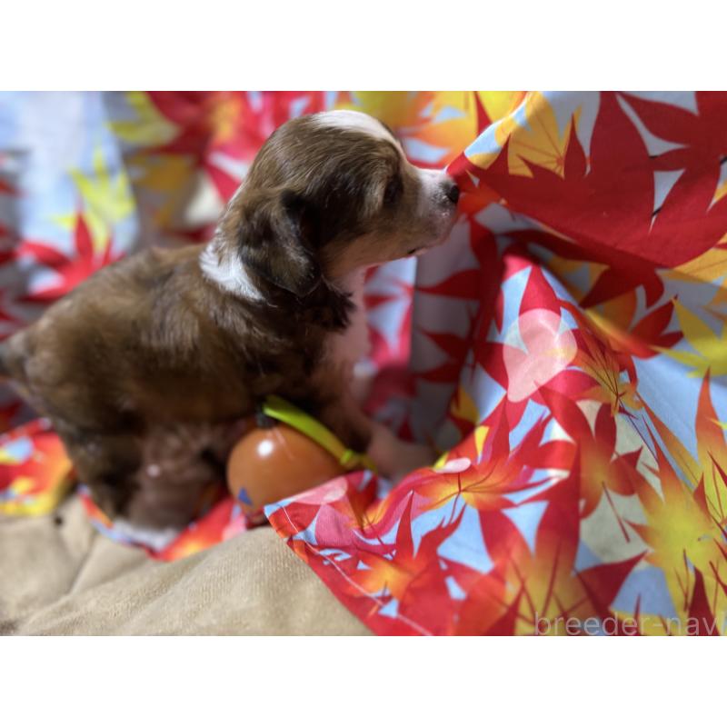 販売中の千葉県のチャイニーズクレステッドドッグ-414200の3枚目