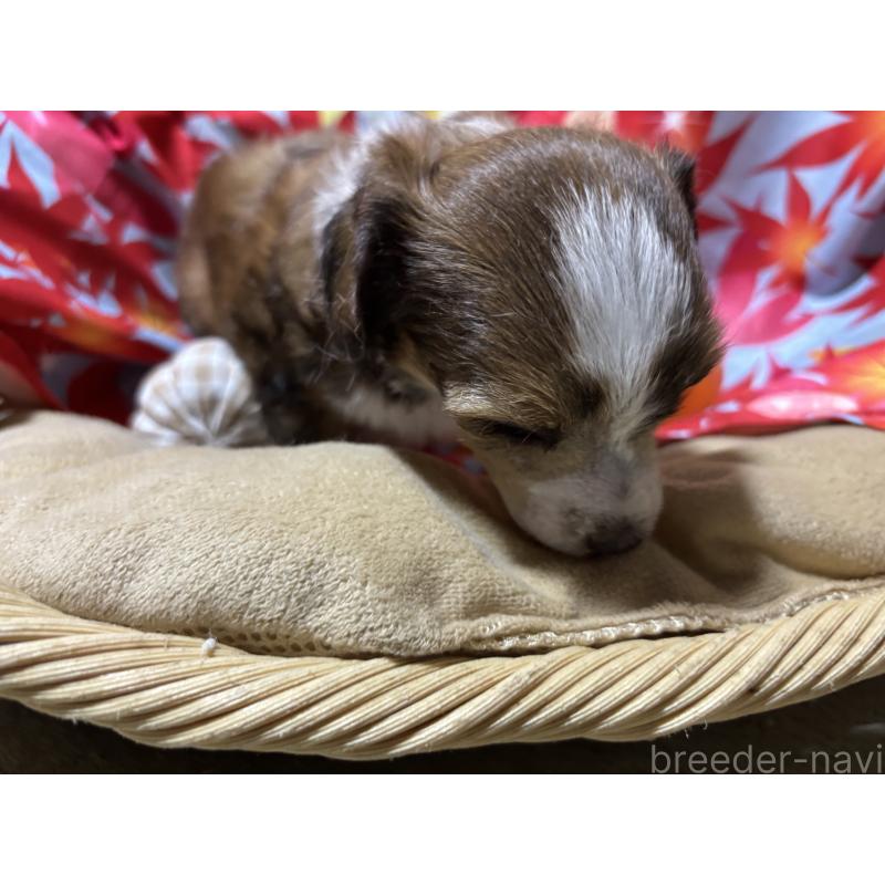 販売中の千葉県のチャイニーズクレステッドドッグ-414200の2枚目