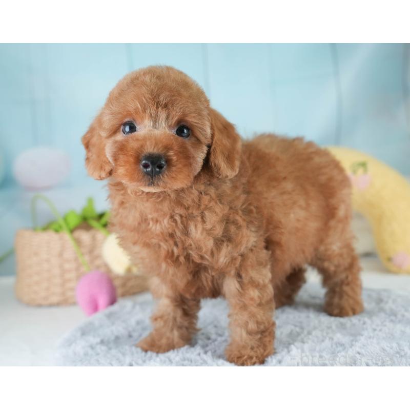 販売中の栃木県のトイプードル-420046の9枚目