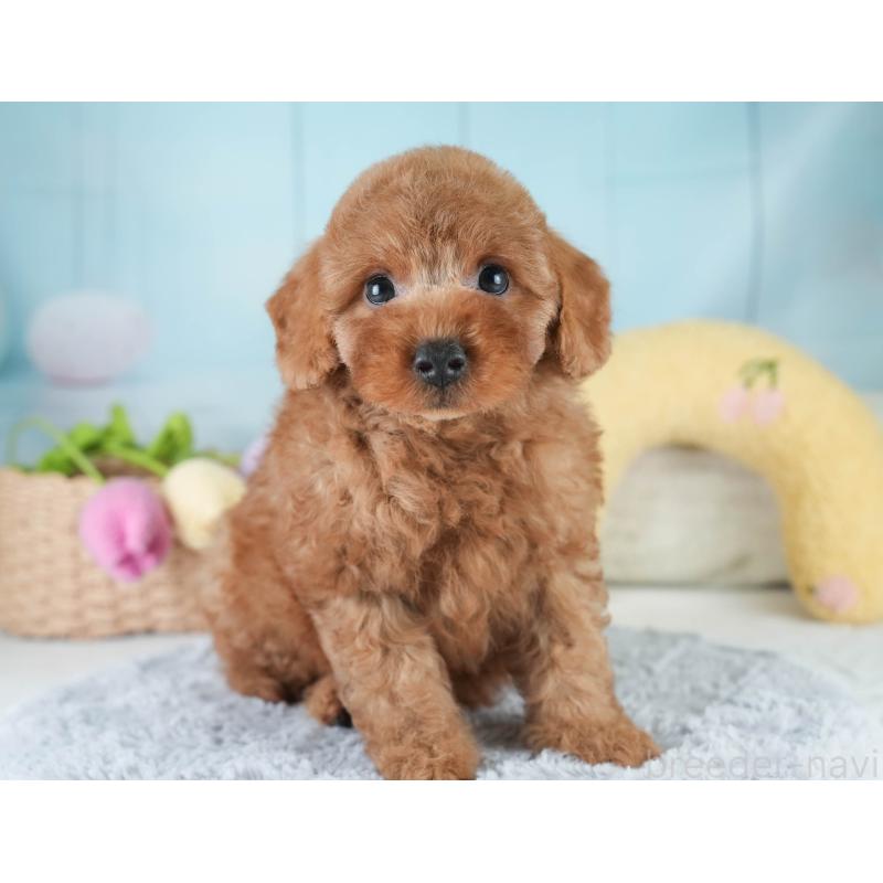 販売中の栃木県のトイプードル-420046の8枚目