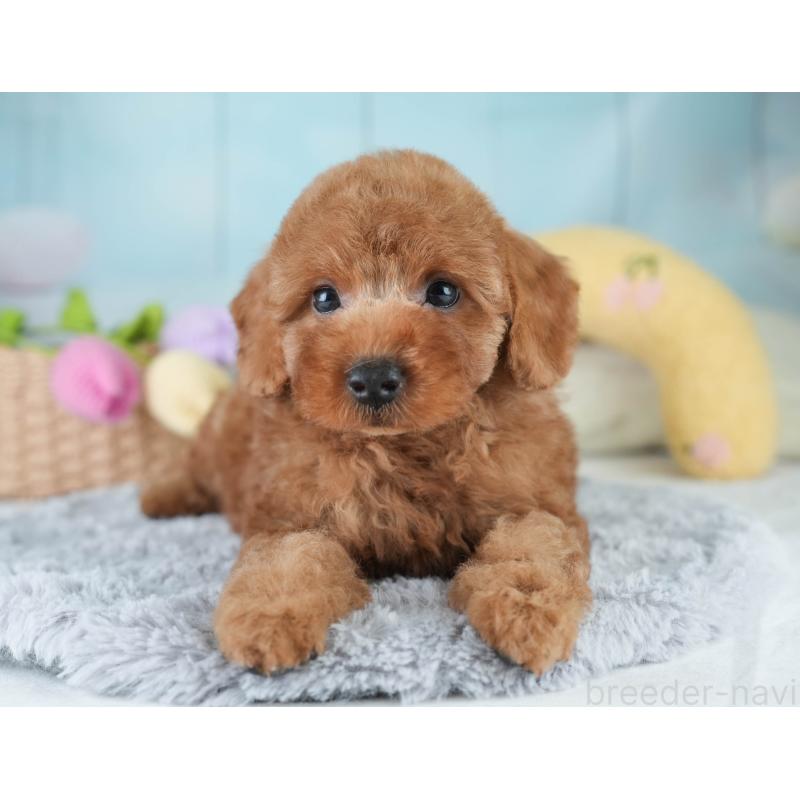 販売中の栃木県のトイプードル-420046の5枚目