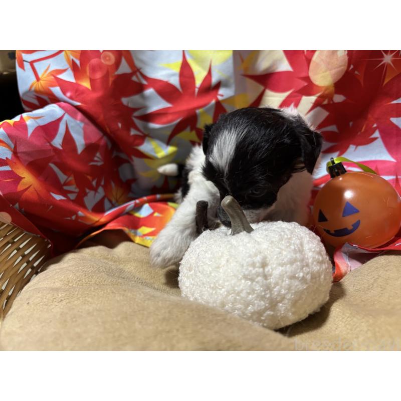 販売中の千葉県のチャイニーズクレステッドドッグ-414198の3枚目