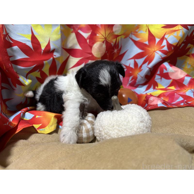 販売中の千葉県のチャイニーズクレステッドドッグ-414198の2枚目