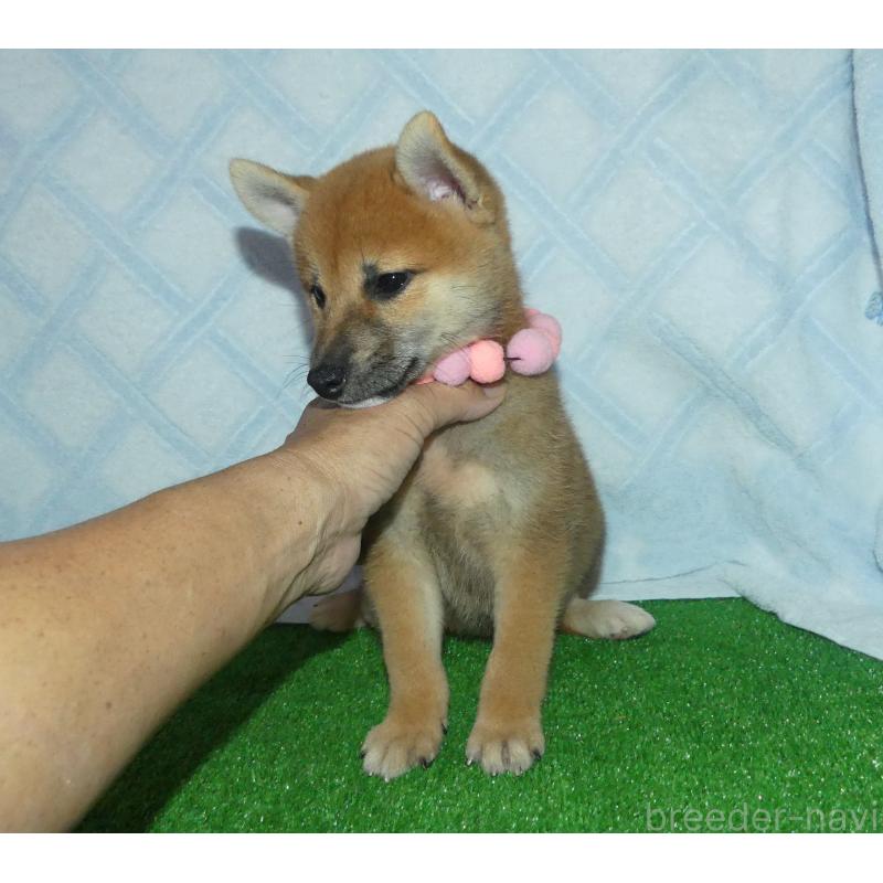 販売中の静岡県の柴犬-419818の4枚目