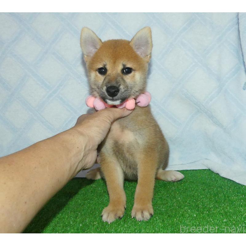 販売中の静岡県の柴犬-419818の3枚目