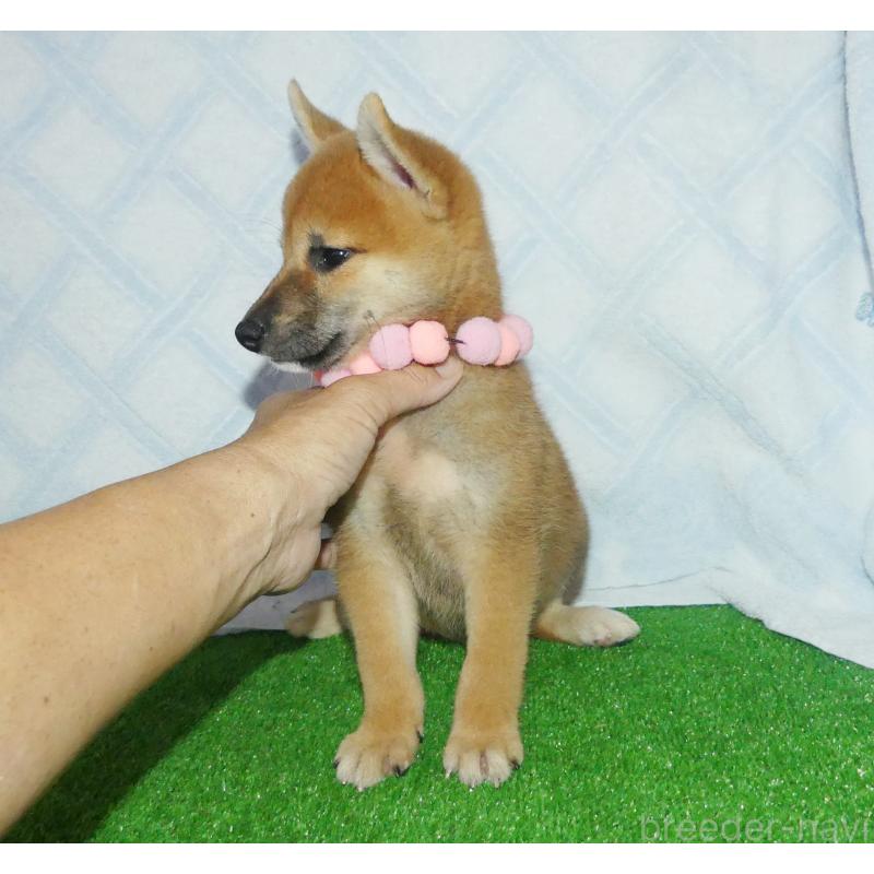 販売中の静岡県の柴犬-419818の2枚目