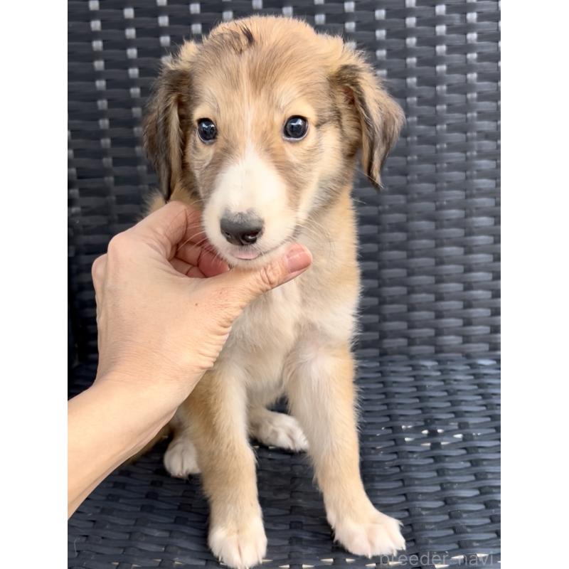 販売中の奈良県のミックス犬-419825の10枚目