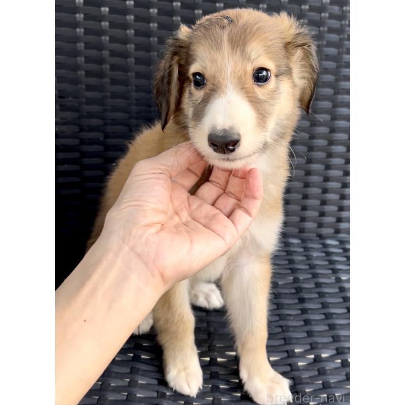 販売中の奈良県のミックス犬-419825の9枚目