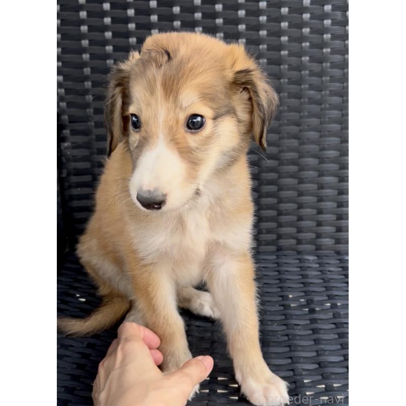 販売中の奈良県のミックス犬-419825の8枚目