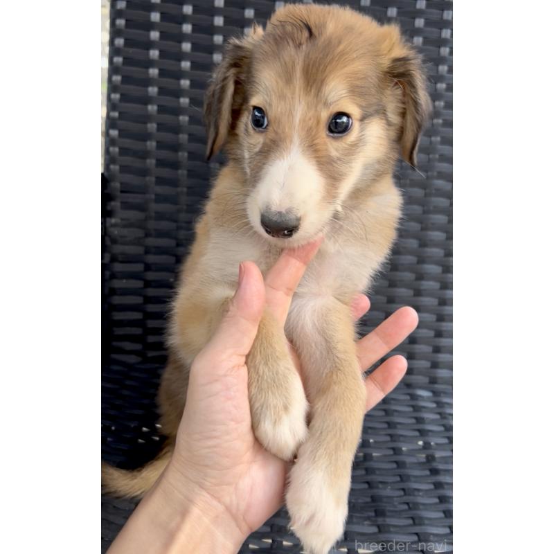 販売中の奈良県のミックス犬-419825の7枚目