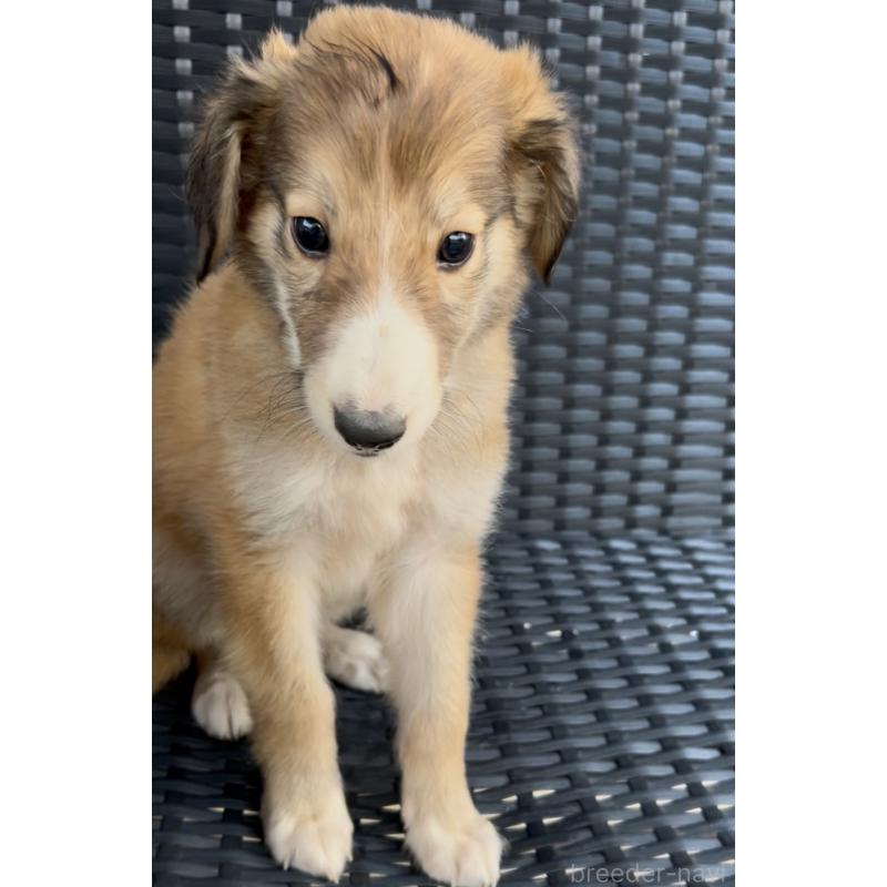 販売中の奈良県のミックス犬-419825の6枚目