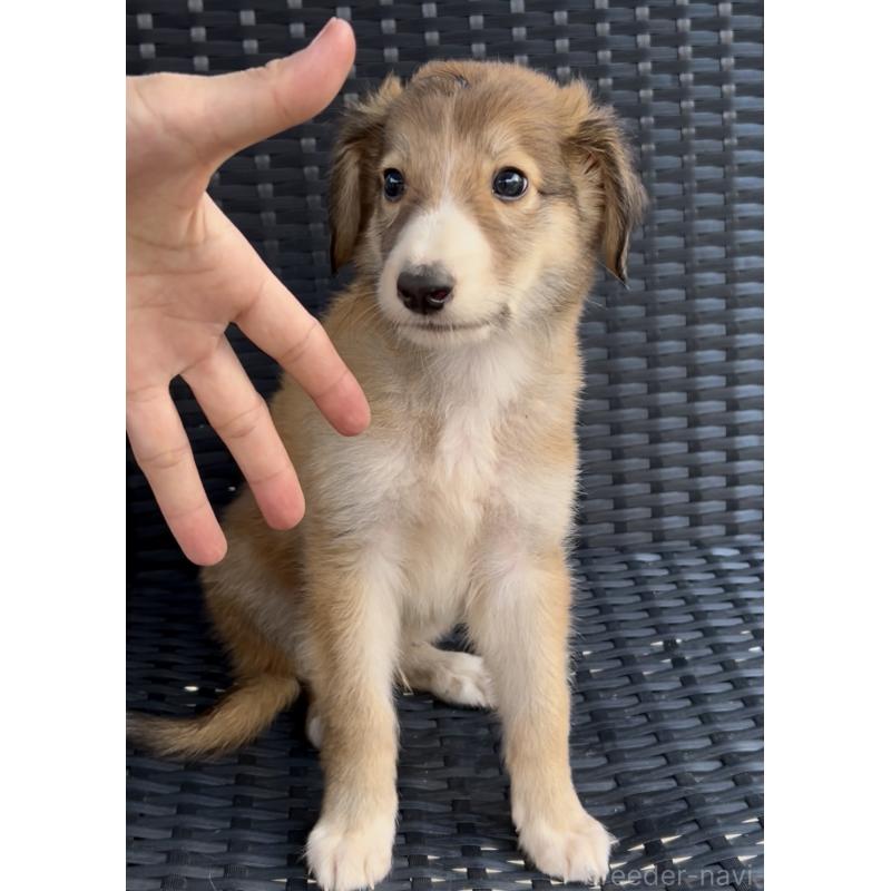 販売中の奈良県のミックス犬-419825の5枚目