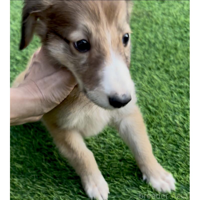 販売中の奈良県のミックス犬-419825の4枚目