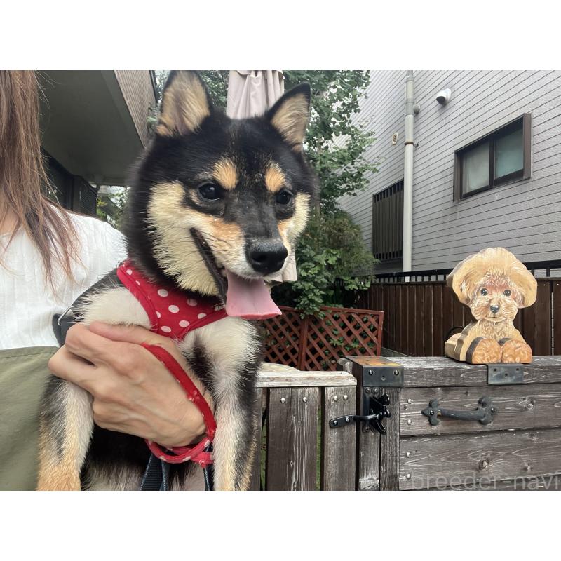 販売中の埼玉県の豆柴-370871の2枚目