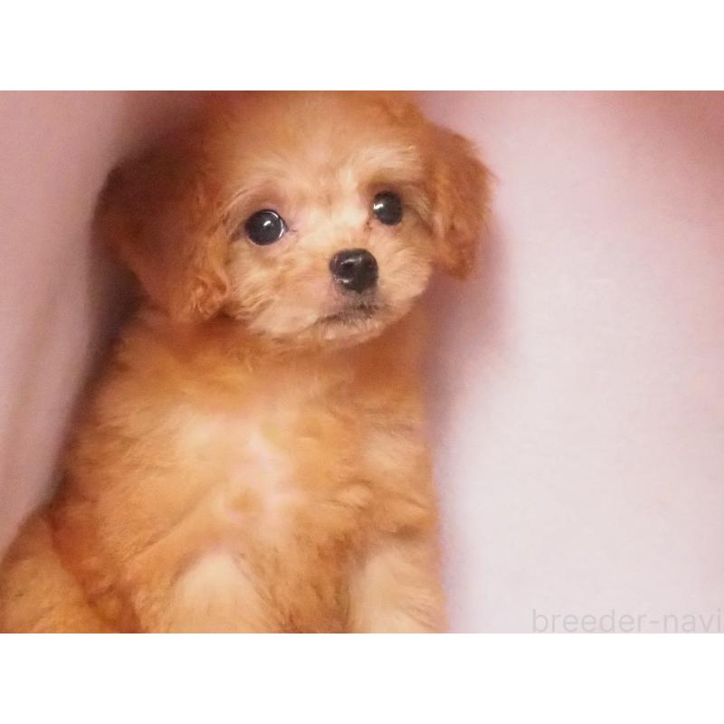 販売中の岡山県のミックス犬-419830の3枚目