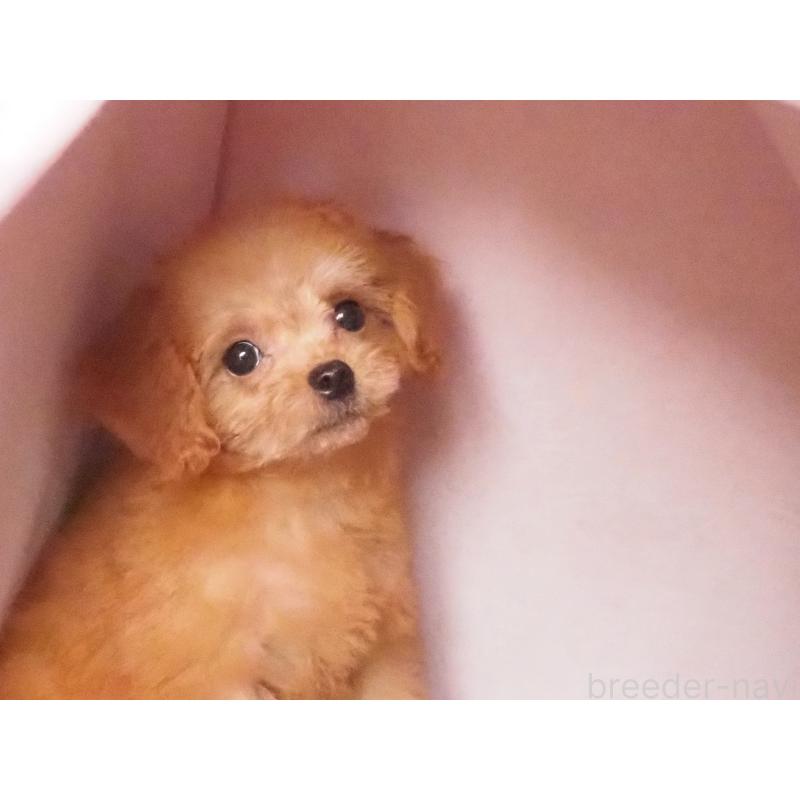 販売中の岡山県のミックス犬-419830の2枚目