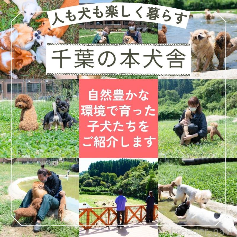 販売中の東京都のトイプードル-419903の10枚目