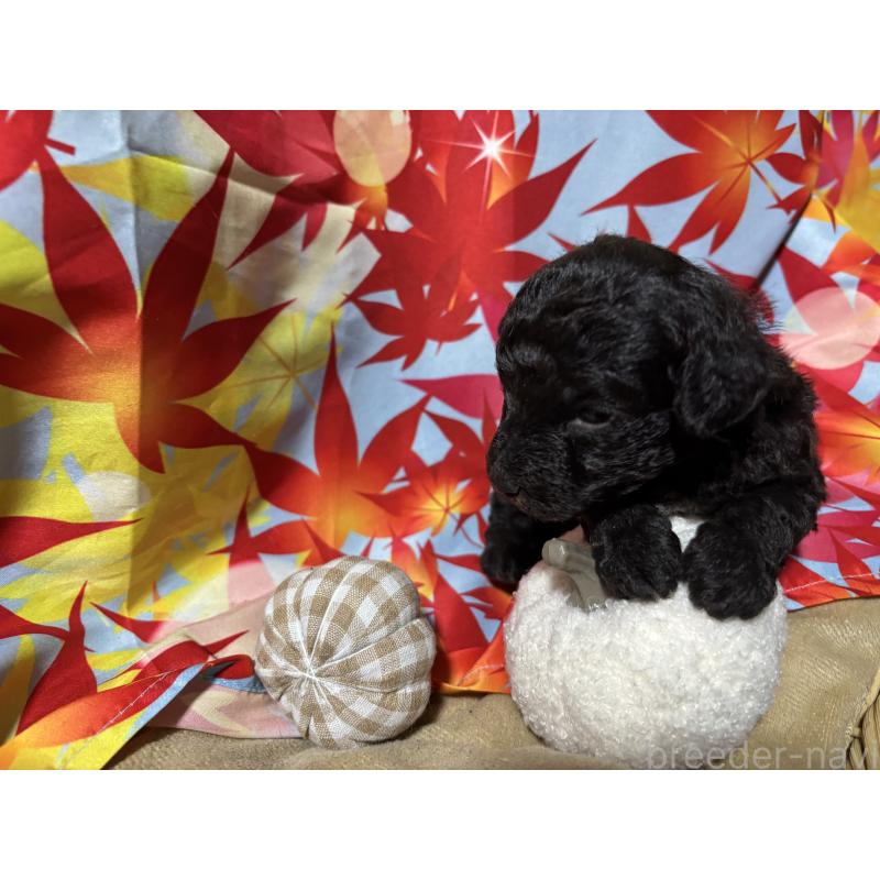 販売中の千葉県のトイプードル-418153の6枚目