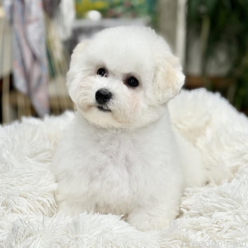 販売中の東京都のビションフリーゼ-409951の2枚目